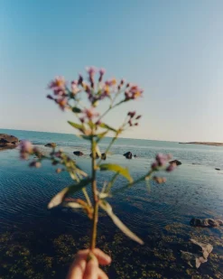 276 Essential Cleansing Oil