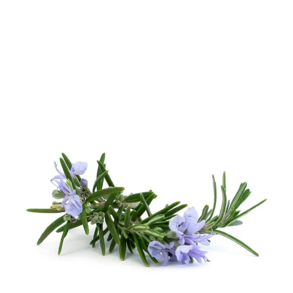 ALECRIM The Original Soap