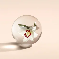 Gingerlily Body Lotion