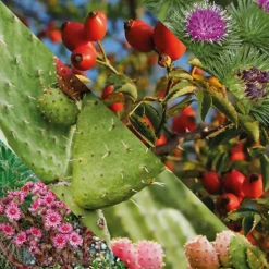 Head After Shave Balm