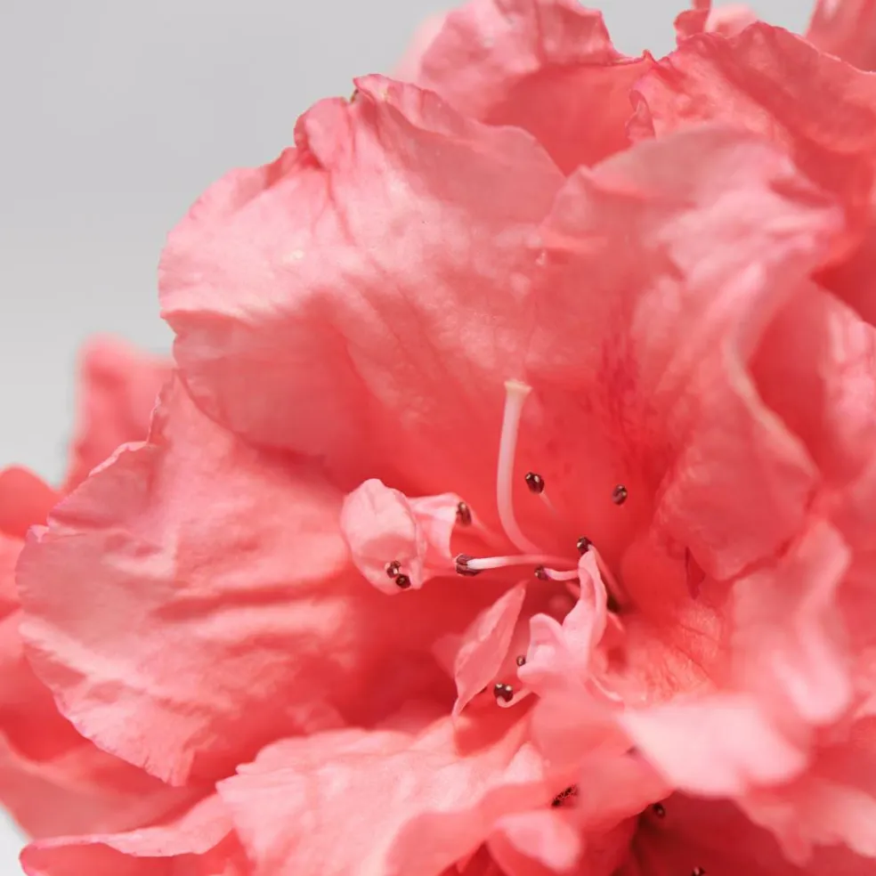 Rejuvenating Face Oil